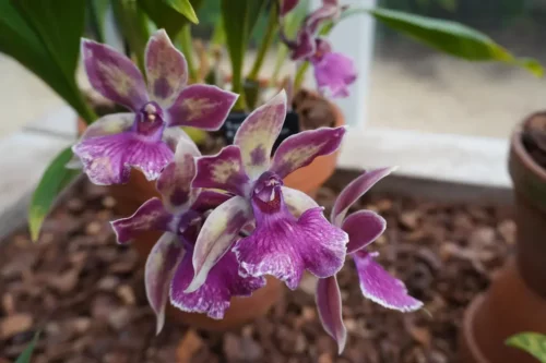 Farverige indendørs orkidéer