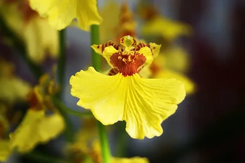 En gul orkidé