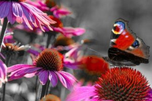 Planter, pleje og tips til at lave en sommerfuglehave derhjemme