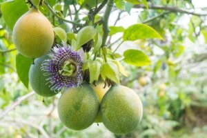 Sådan kan du plante og pleje passionsfrugt derhjemme