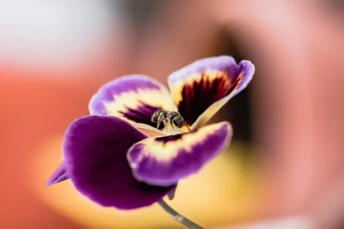 Lilla blomst er eksempel på farverige indendørs orkidéer