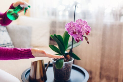 7 farverige indendørs orkidéer til udsmykning af dit hjem