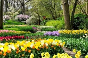 Foråret er her! Plant disse 8 løg i din have for at fylde den med liv og farver
