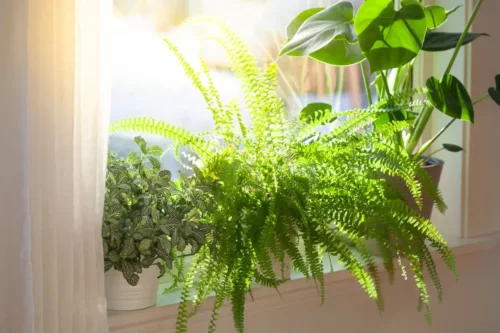 Planter står i lys i vindue
