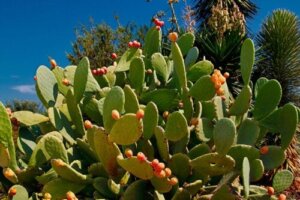 Sådan planter du en nopal kaktus derhjemme: En komplet guide