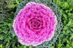 Tips til dyrkning af farvestrålende prydkål