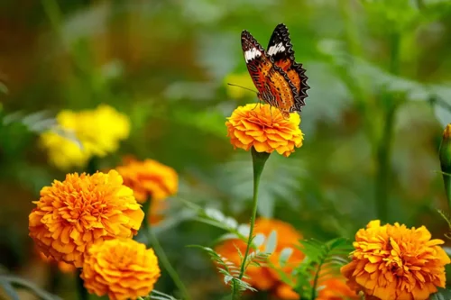 Sommerfugl på en orange blomst