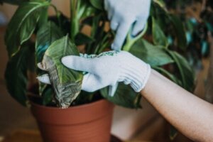 3 effektive tips til at holde stueplanter fri for svamp