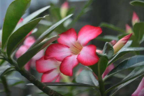 Tropisk blomst