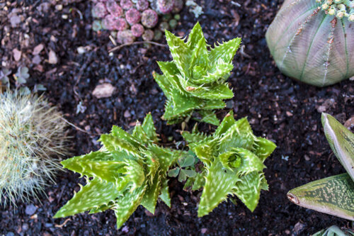 Aloe juvenna er en af de populære typer af aloe