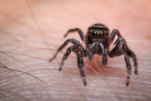 Førstehjælp ved edderkoppebid, og hvornår man skal gå til lægen