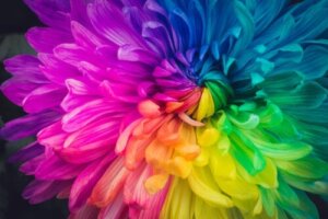 Er det muligt at ændre farven på blomster? Prøv denne metode derhjemme
