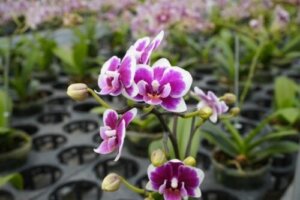 Dyrkning og pleje af dendrobium