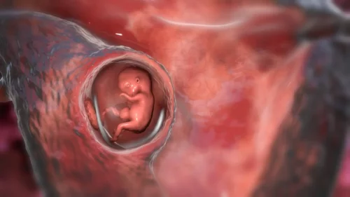 Illustration af foster i maven