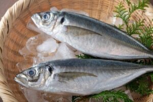 Hestemakrel: En fisk med en fremragende næringsværdi