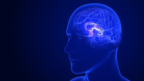 6 måder at stimulere hypothalamus på for at opnå en sund funktion