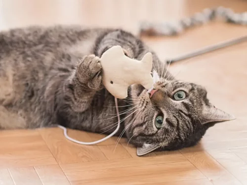 Kat leger med legetøj
