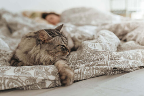 Kat i seng med menneske i baggrunden