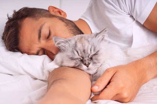 Er det i orden at sove sammen med en kat?