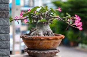 Tips til plantning og pleje af ørkenrosen derhjemme