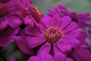 11 lilla blomster, der får din have til at se elegant ud