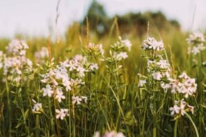 Egenskaber og medicinske anvendelser af sæbeurt