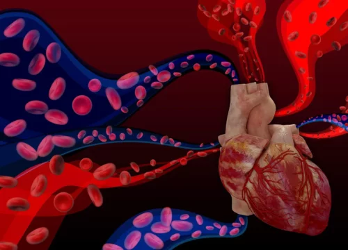 Illustration af hjerte og blodkredsløb