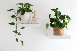 13 indendørs hængeplanter til dit hjem