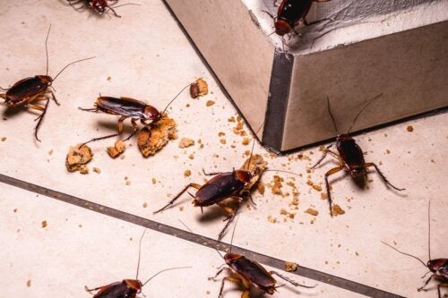Kakerlakker er en sundhedsrisiko: Myte eller virkelighed?