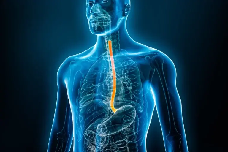 Spiserøret fører ned til mavesækken, så man ikke får mad galt i halsen