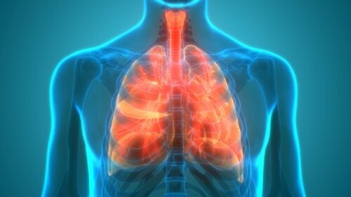 Lungemikrobiomet: Er lungerne sterile?