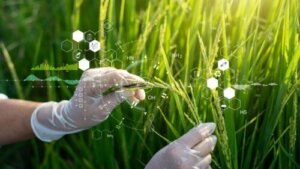Transgene fødevarer: Funktioner og potentielle risici