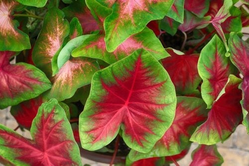 Plantning af caladium derhjemme: En guide til begyndere
