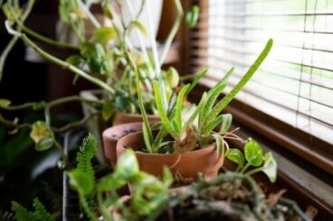 10 perfekte planter til at afkøle hjemmet i varmt vejr