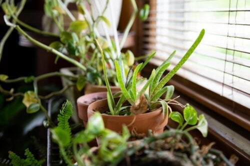 10 perfekte planter til at afkøle hjemmet i varmt vejr