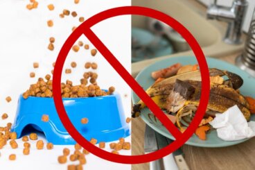 De 10 ting, der tiltrækker møl og andre insekter til dit hjem