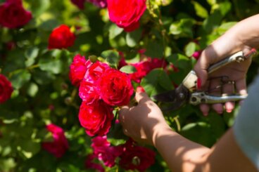 5 professionelle tips til beskæring af roser uden at beskadige dem