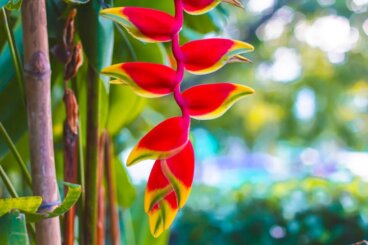 En guide til dyrkning af Heliconia derhjemme for smukke blomster