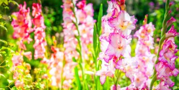 De 5 smukkeste typer af gladiolus i verden